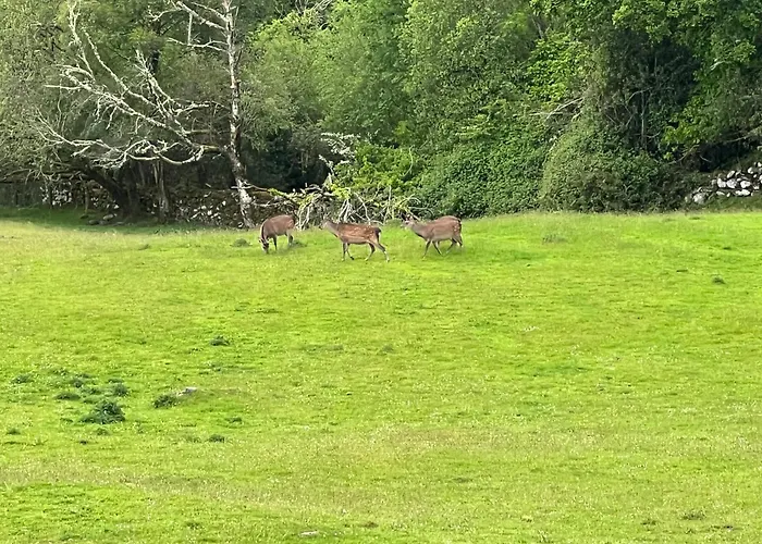 Muckross Riding Stables